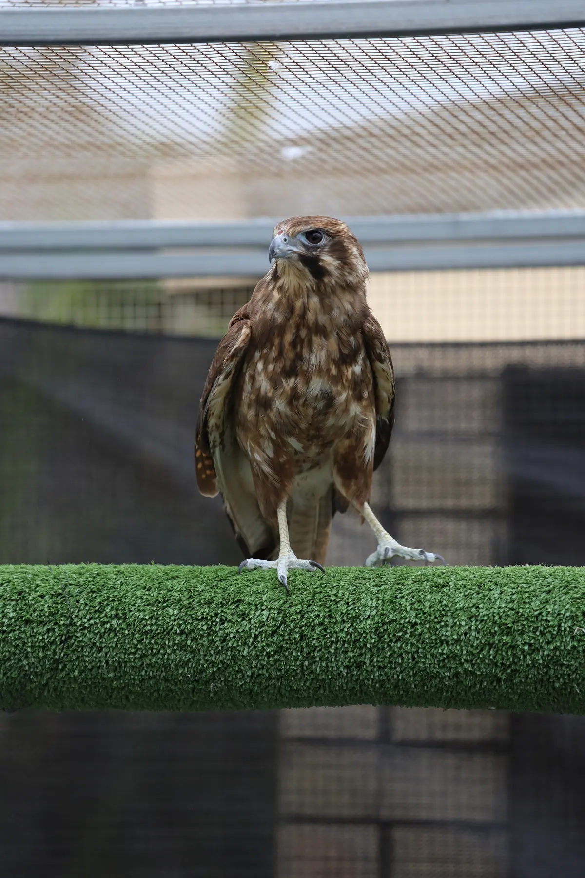 Native Wildlife in Rehabilitation